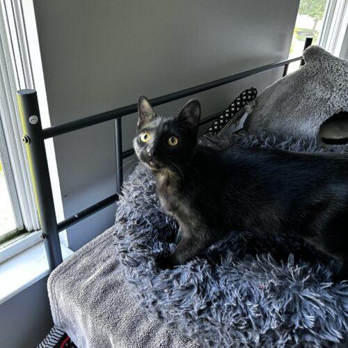 Enlarge Brooklyn, a Adoptable Domestic Short Hair in Canal Winchester, OH image 4/6