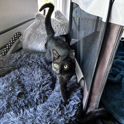 Enlarge Brooklyn, a Adoptable Domestic Short Hair in Canal Winchester, OH image 5/6