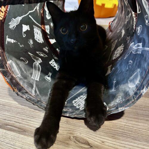 Enlarge Brooklyn, a Adoptable Domestic Short Hair in Canal Winchester, OH image 6/6