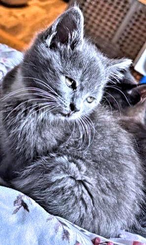 Bubbles, a Adopted Domestic Medium Hair in Rutherfordton, NC image 1/3