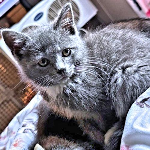 Bubbles, a Adopted Domestic Medium Hair in Rutherfordton, NC image 2/3