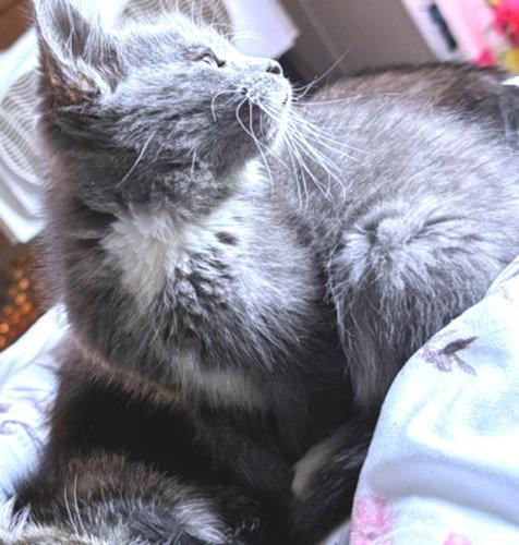 Bubbles, a Adopted Domestic Medium Hair in Rutherfordton, NC image 3/3