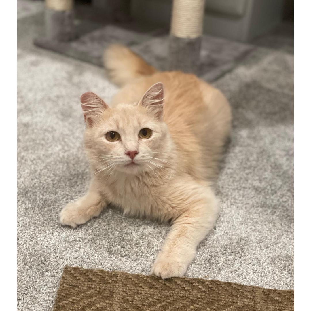 Enlarge Yammy, a Adoptable Domestic Medium Hair in Morgan Hill, CA image 4/6