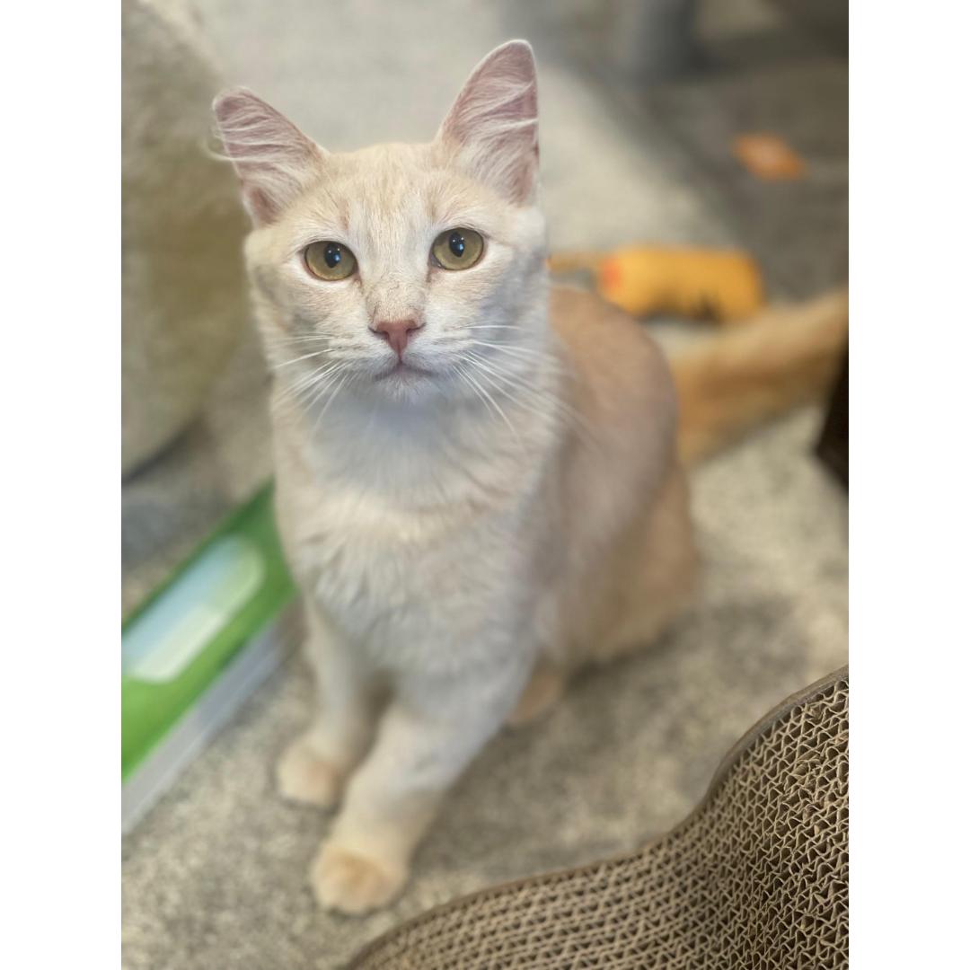 Enlarge Yammy, a Adoptable Domestic Medium Hair in Morgan Hill, CA image 1/6