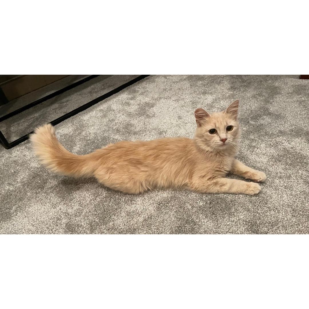 Enlarge Yammy, a Adoptable Domestic Medium Hair in Morgan Hill, CA image 5/6