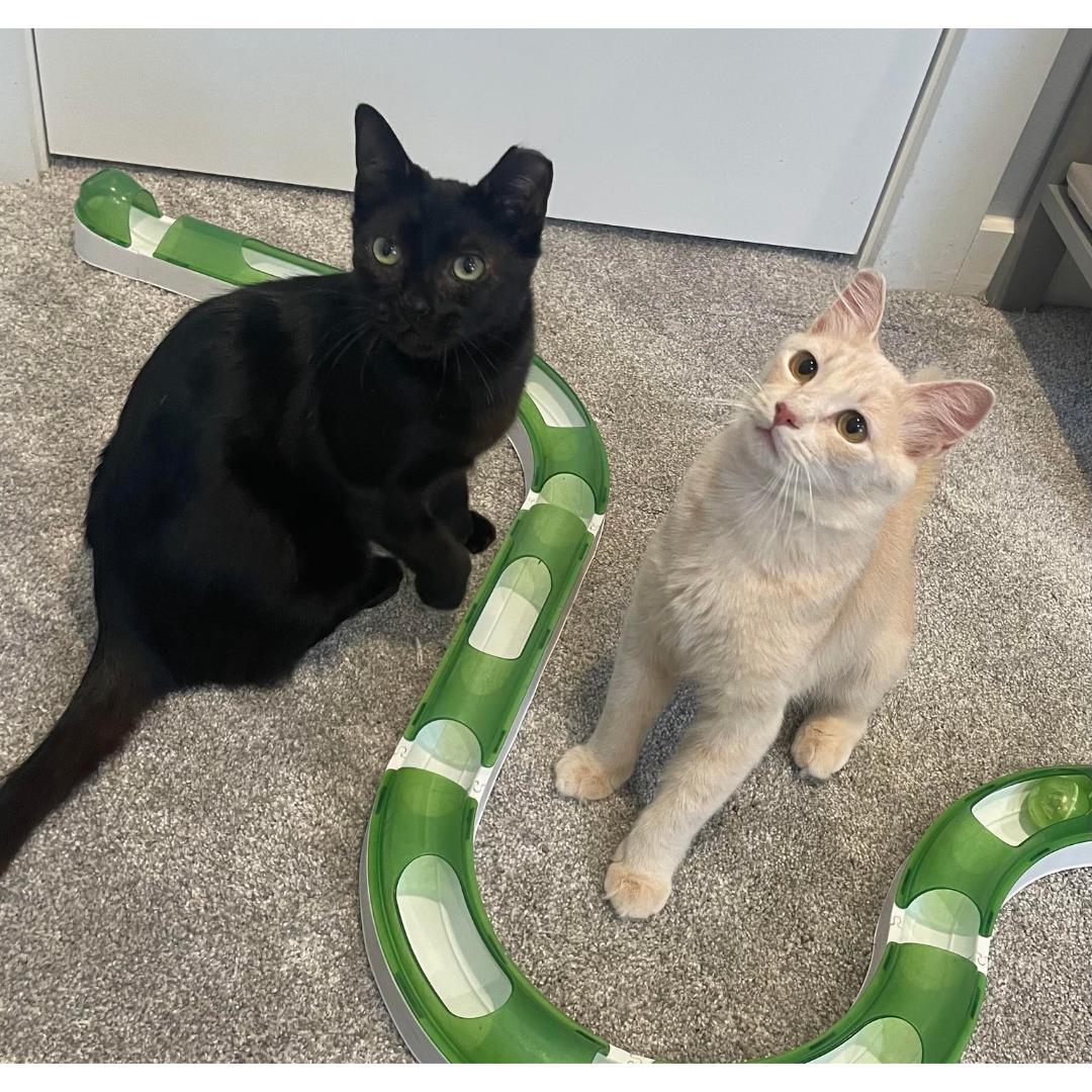 Enlarge Yammy, a Adoptable Domestic Medium Hair in Morgan Hill, CA image 3/6