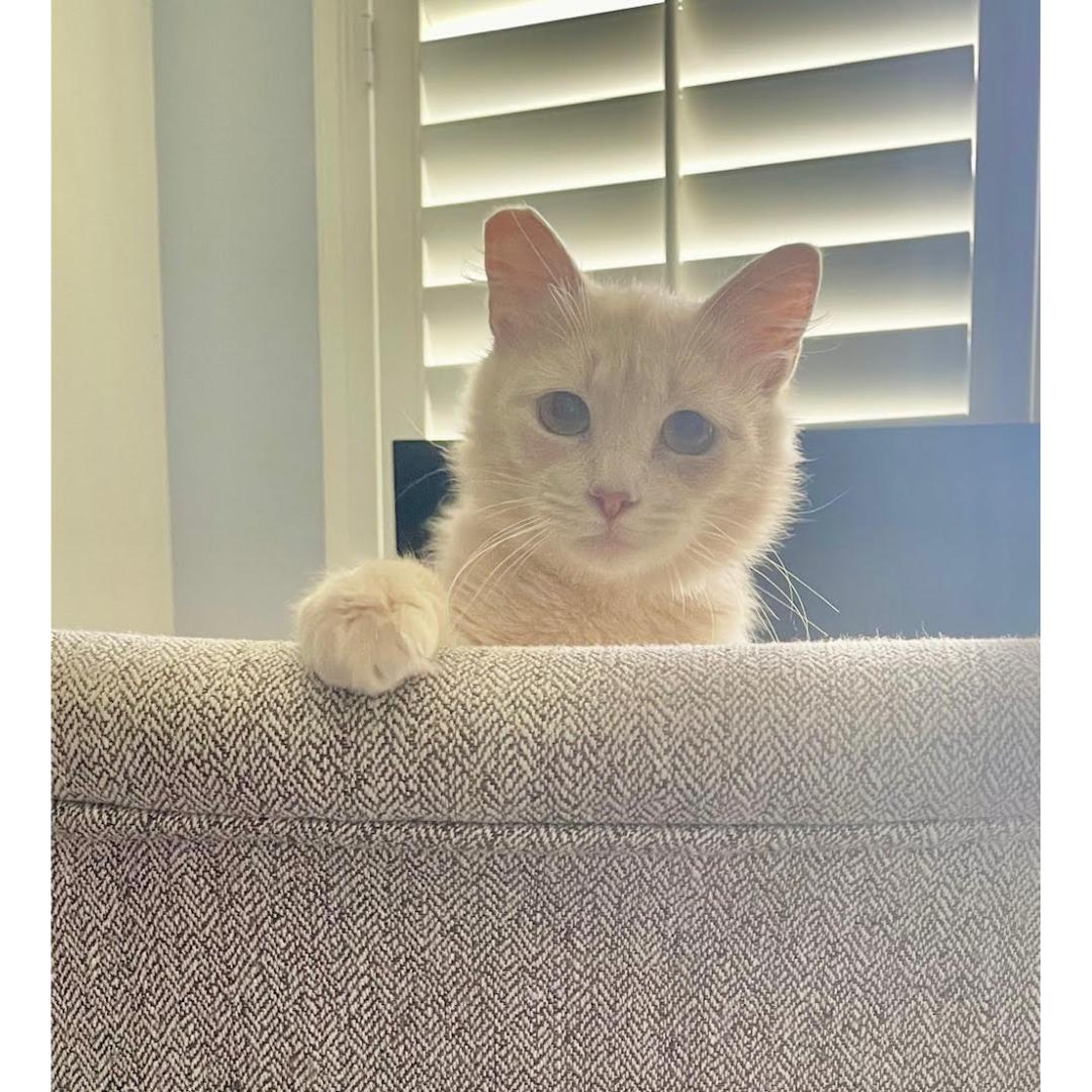 Enlarge Yammy, a Adoptable Domestic Medium Hair in Morgan Hill, CA image 6/6