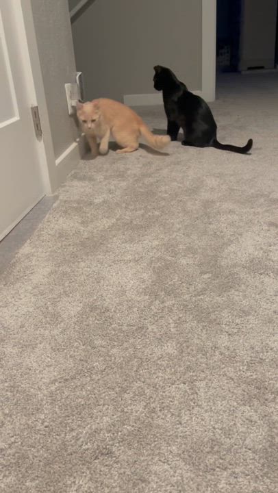 Enlarge Yammy, a Adoptable Domestic Medium Hair in Morgan Hill, CA video 2/6