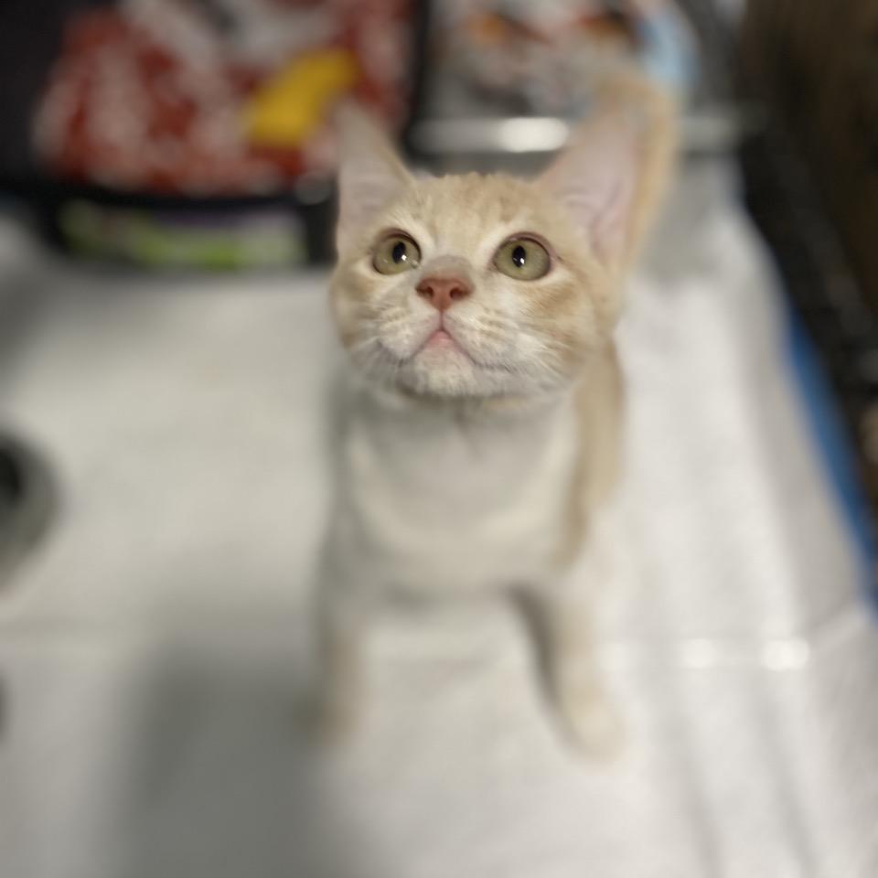 Enlarge Blaze, a Adoptable Domestic Medium Hair in Hattiesburg, MS image 1/3