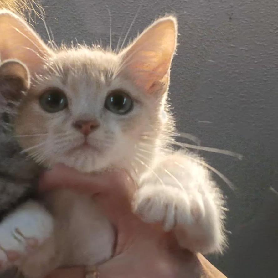 Enlarge Blaze, a Adoptable Domestic Medium Hair in Hattiesburg, MS image 3/3