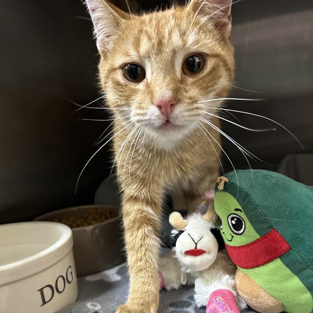 Chicken Nuggett, Adoptable, Young Male Domestic Short Hair.