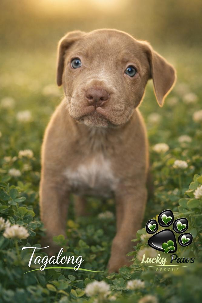 Enlarge Girl Scout Cookie Crew -  Tagalong, a Adoptable mixed breed in Sumter, SC image 1/6