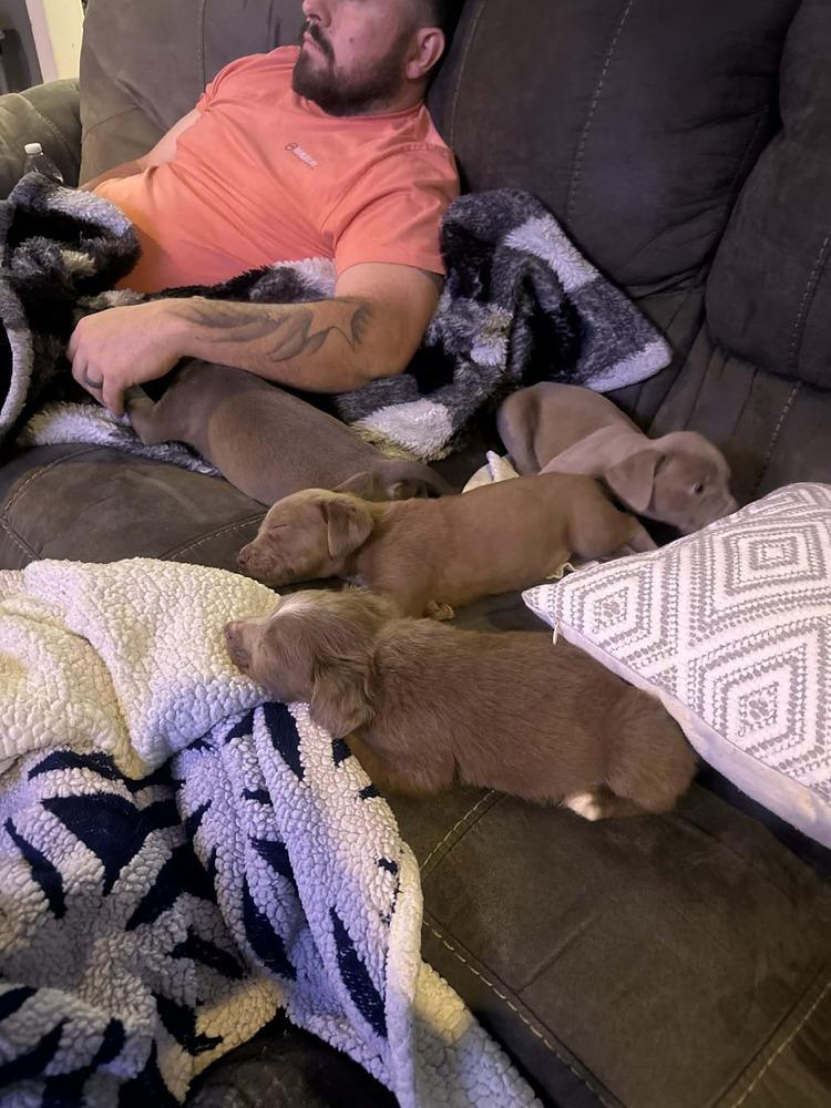 Enlarge Girl Scout Cookie Crew -  Tagalong, a Adoptable mixed breed in Sumter, SC image 2/6