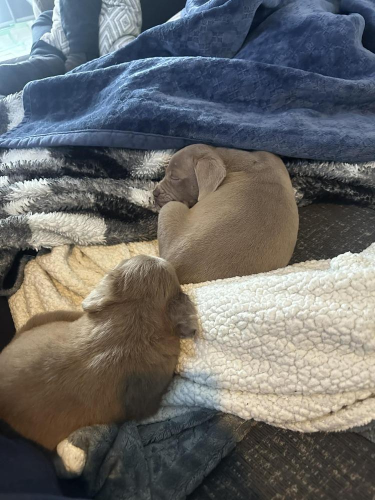 Enlarge Girl Scout Cookie Crew -  Tagalong, a Adoptable mixed breed in Sumter, SC image 3/6