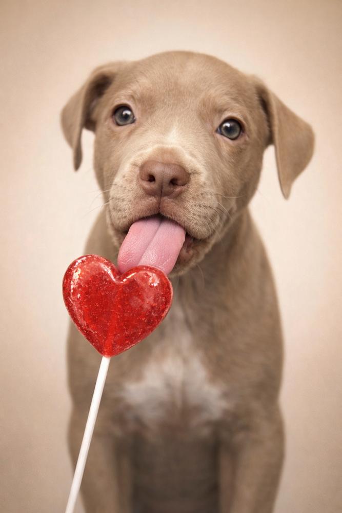 Enlarge Girl Scout Cookie Crew -  Tagalong, a Adoptable mixed breed in Sumter, SC image 4/6