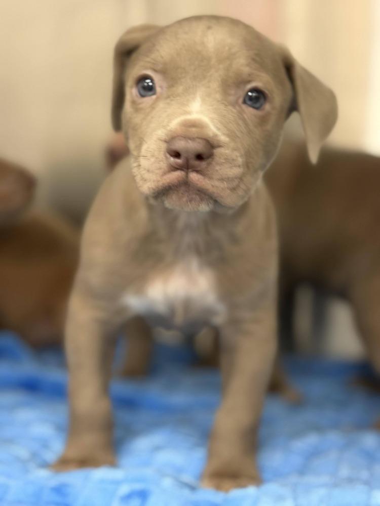 Enlarge Girl Scout Cookie Crew -  Tagalong, a Adoptable mixed breed in Sumter, SC image 6/6