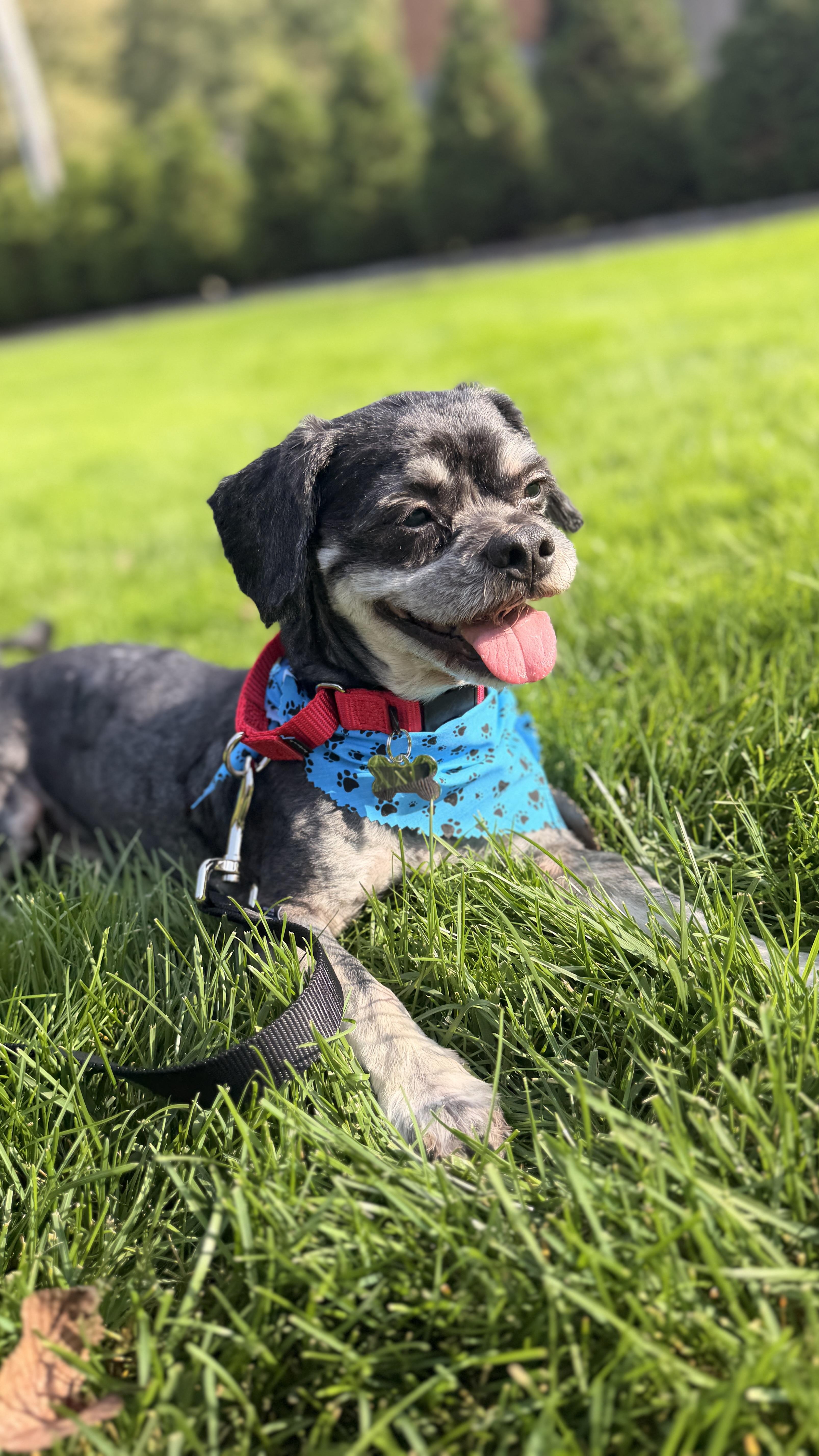 Pawlo, Adoptable, Adult Male Schnoodle & Havanese.