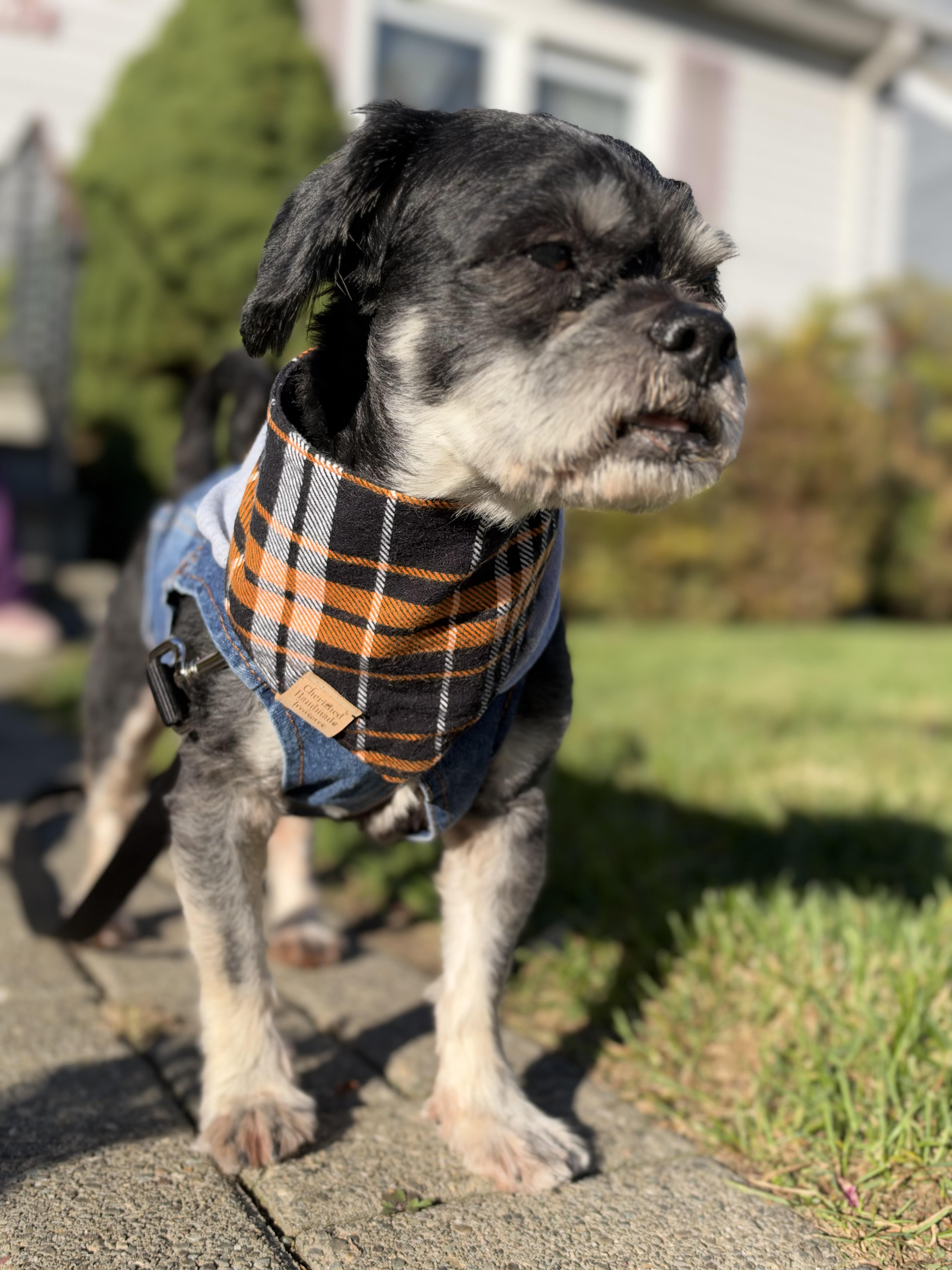 Enlarge Pawlo, a Adoptable mixed breed in Thornwood, NY image 3/5