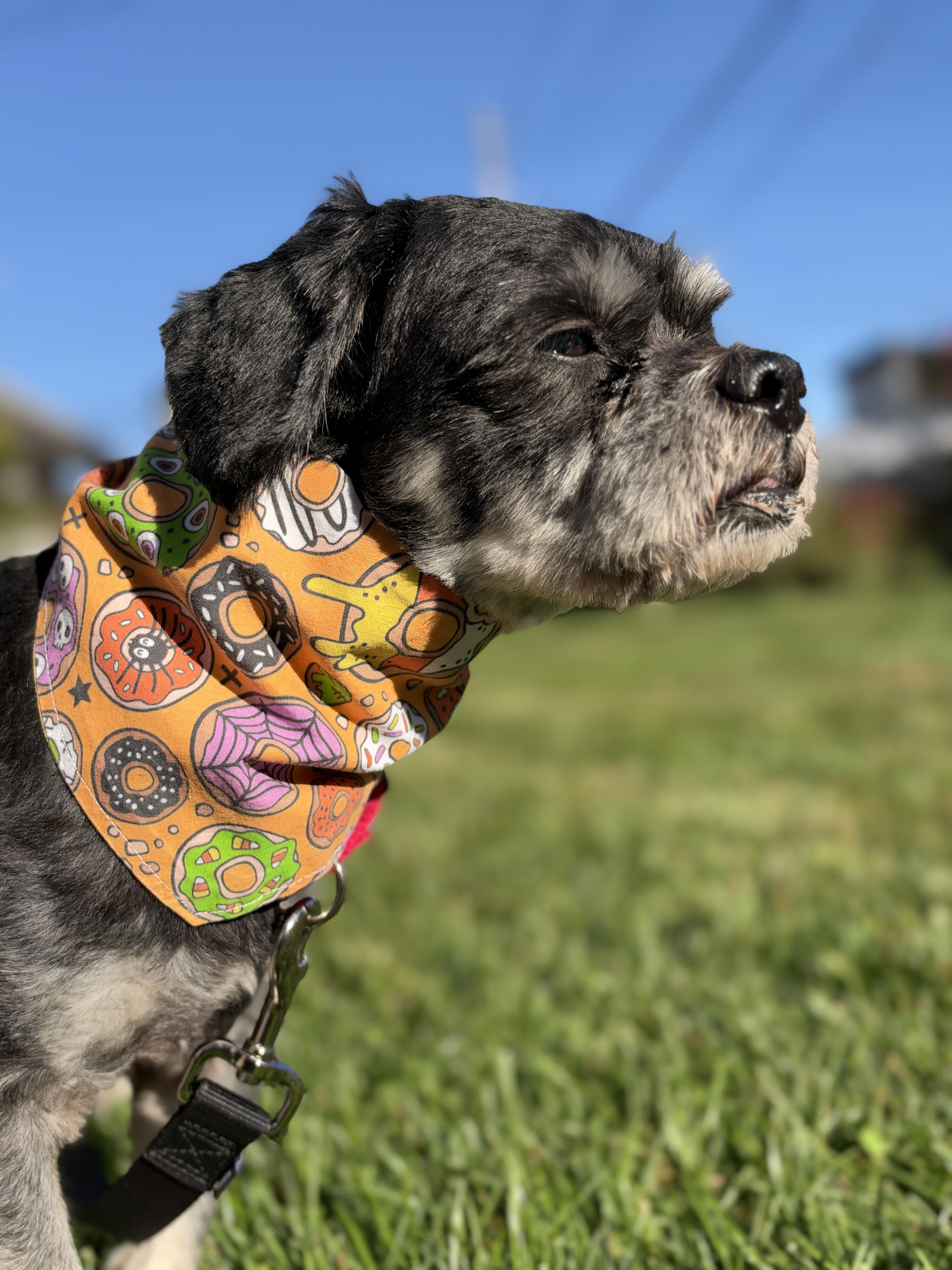 Enlarge Pawlo, a Adoptable mixed breed in Thornwood, NY image 5/5