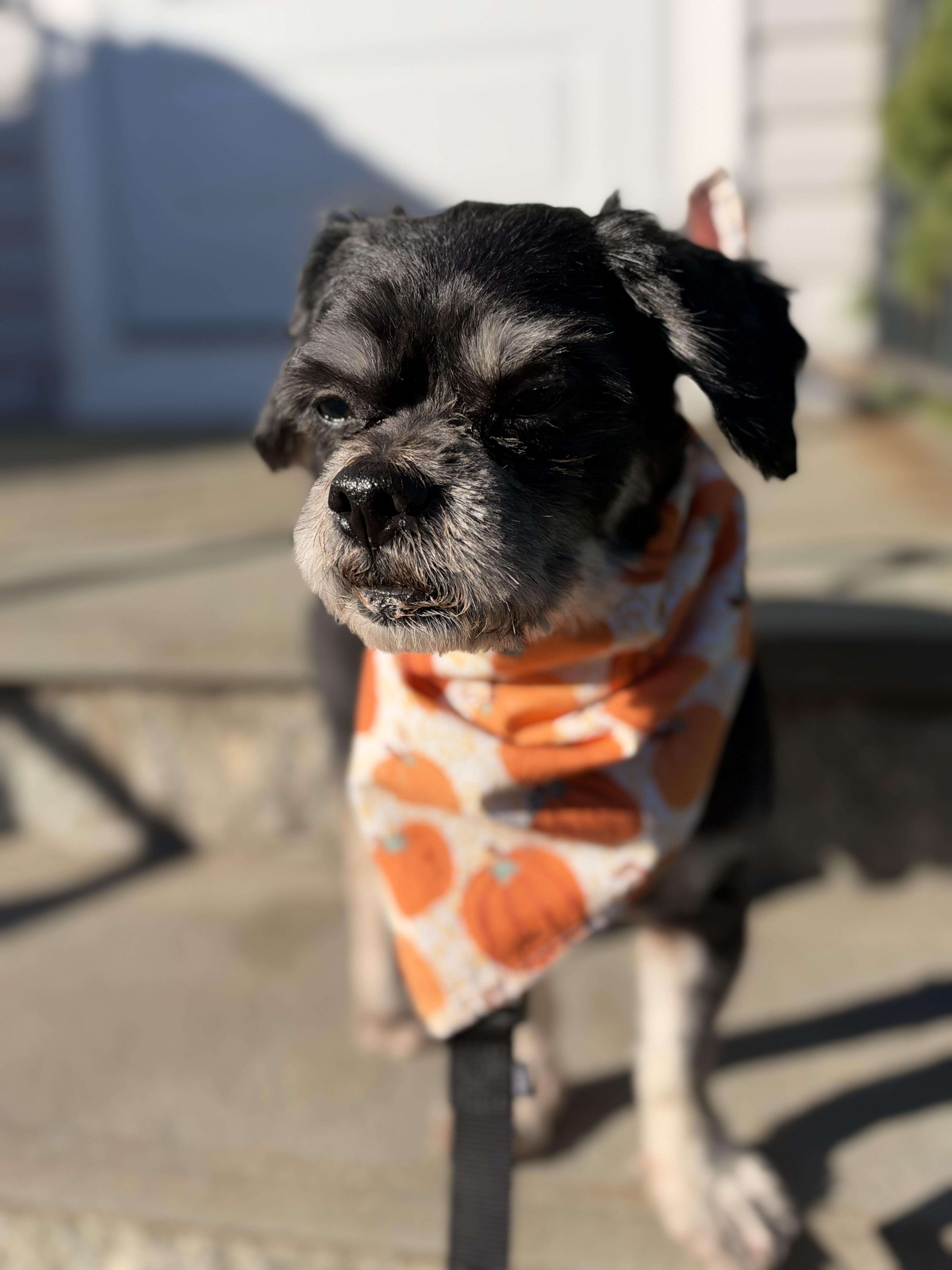 Enlarge Pawlo, a Adoptable mixed breed in Thornwood, NY image 2/5