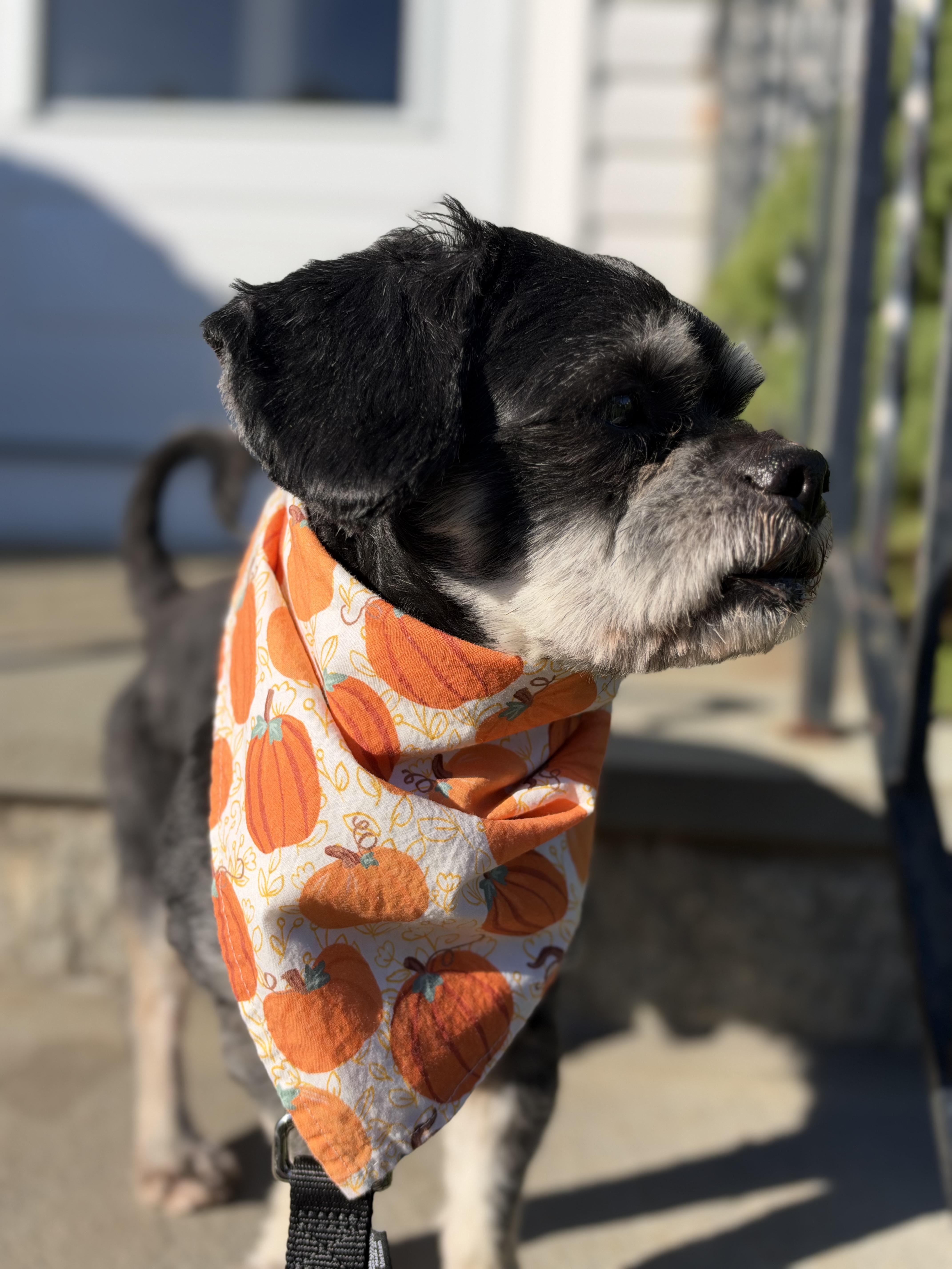 Enlarge Pawlo, a Adoptable mixed breed in Thornwood, NY image 4/5