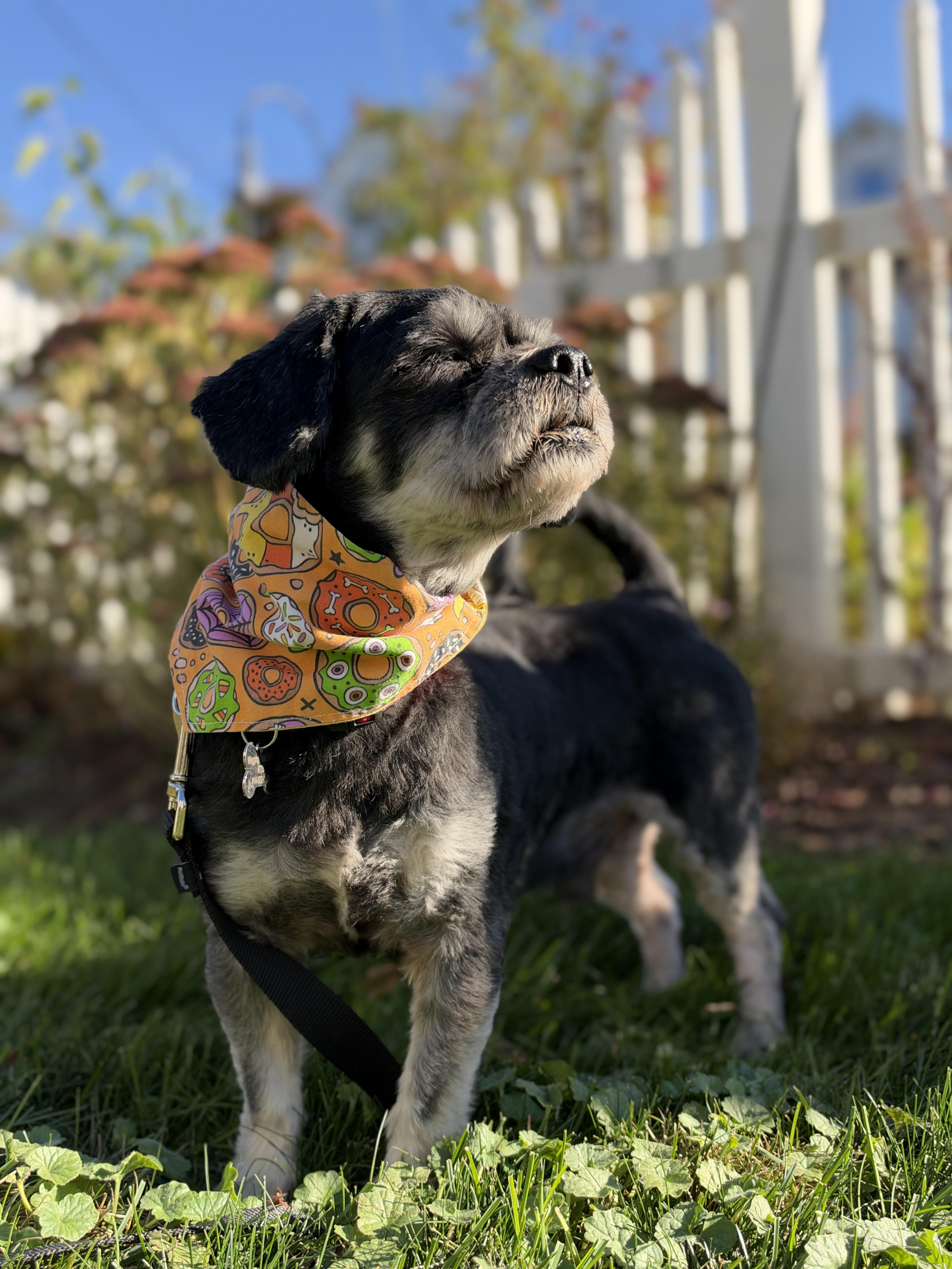 Pawlo, Adoptable, Adult Male Schnoodle & Havanese.