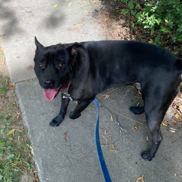 Bruno, a Adoptable Shar-Pei in Rochester, NY image 3/6