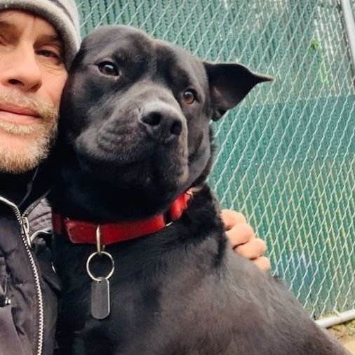 Bruno, a Adoptable Shar-Pei in Rochester, NY image 4/6