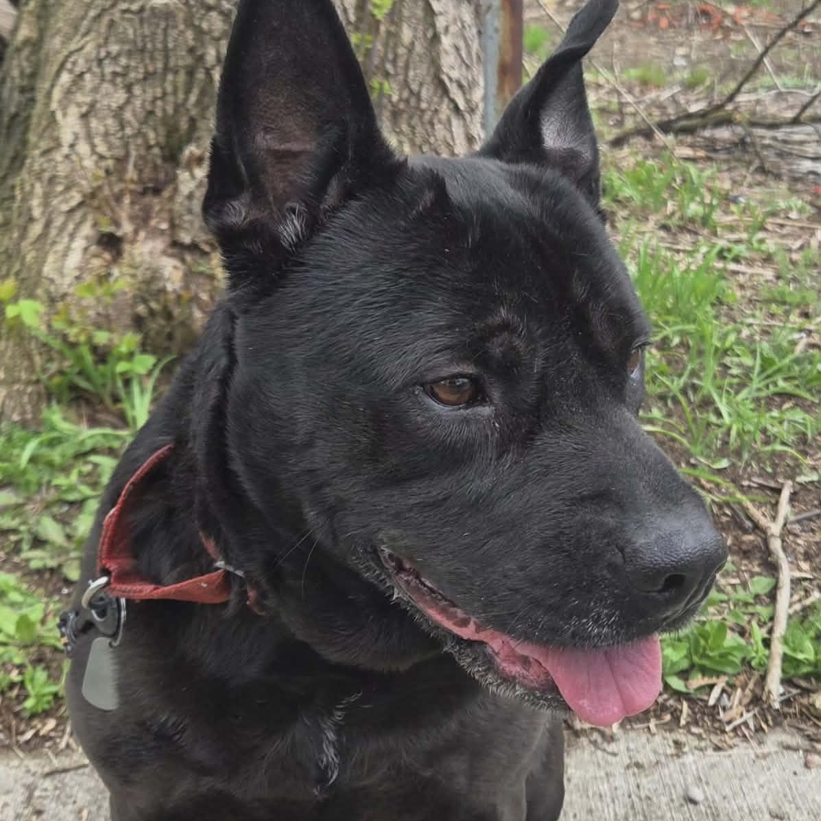 Bruno, Adoptable, Senior Male Shar-Pei.