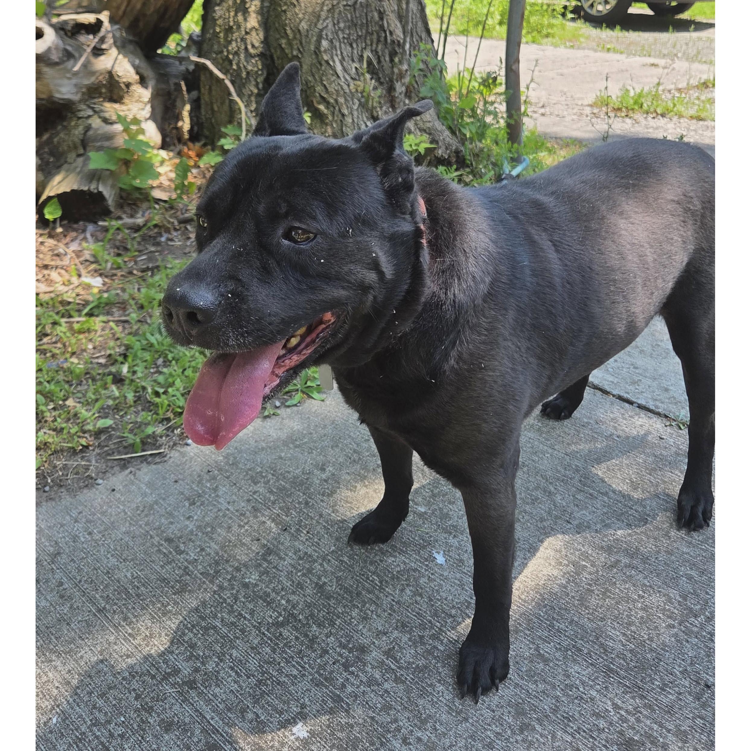Bruno: Adopt or Forever Foster, Adoptable, Senior Male Shar-Pei.