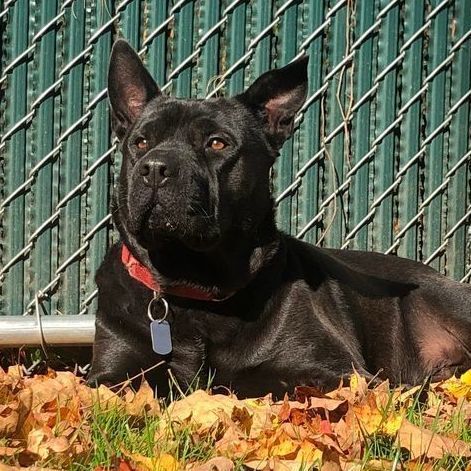 Bruno, a Adoptable Shar-Pei in Rochester, NY image 5/6