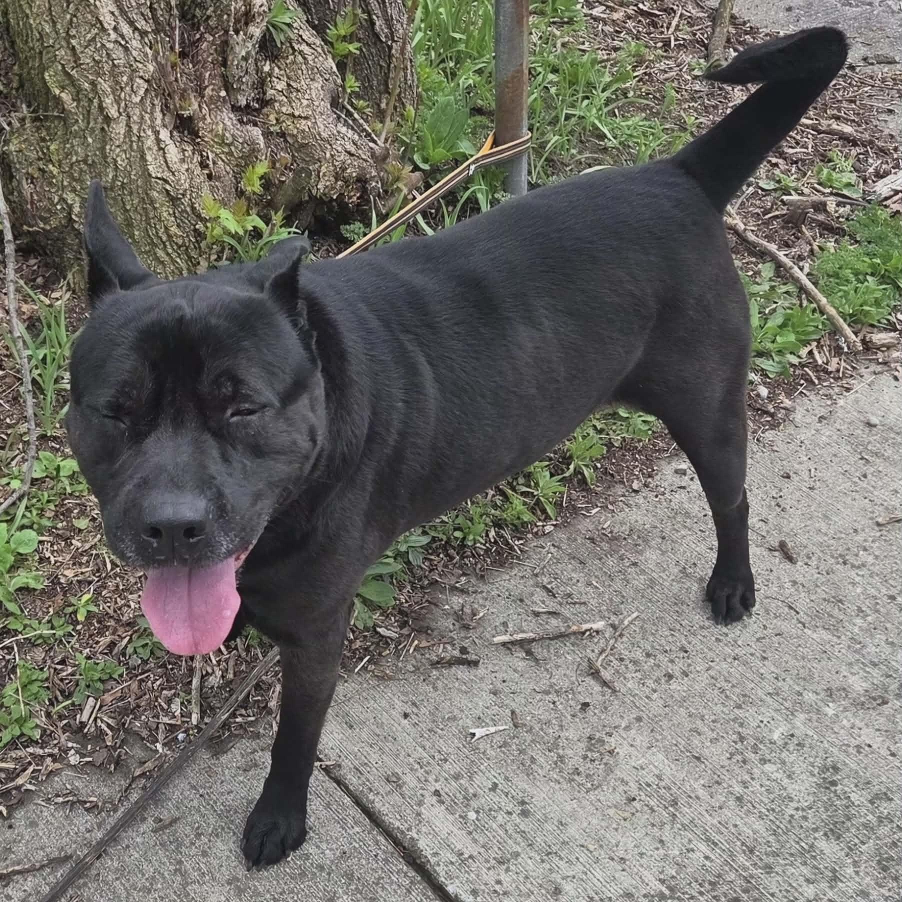 Enlarge Bruno, a Adoptable Shar-Pei in Rochester, NY image 2/6