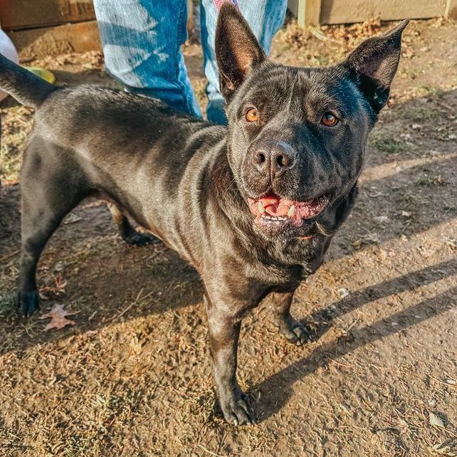 Bruno, a Adoptable Shar-Pei in Rochester, NY image 6/6