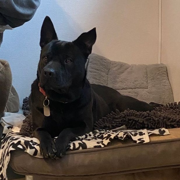 Bruno, a Adoptable Shar-Pei in Rochester, NY image 2/6