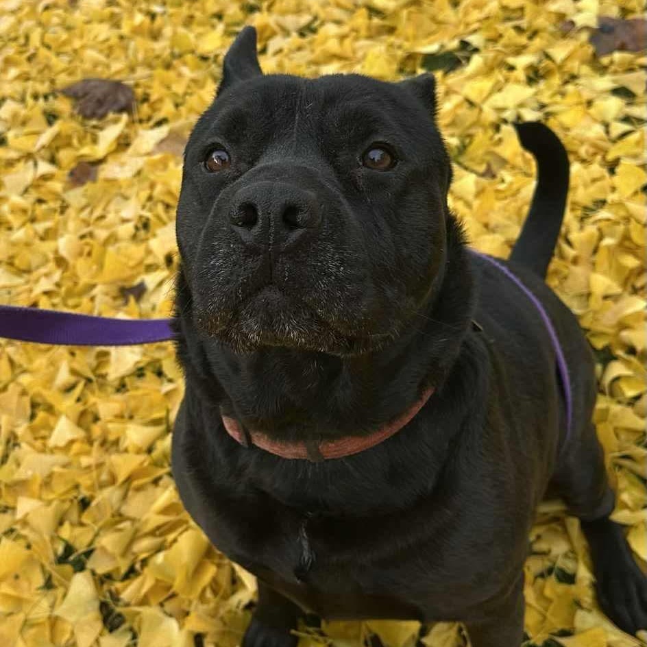 Bruno, Adoptable, Senior Male Shar-Pei.
