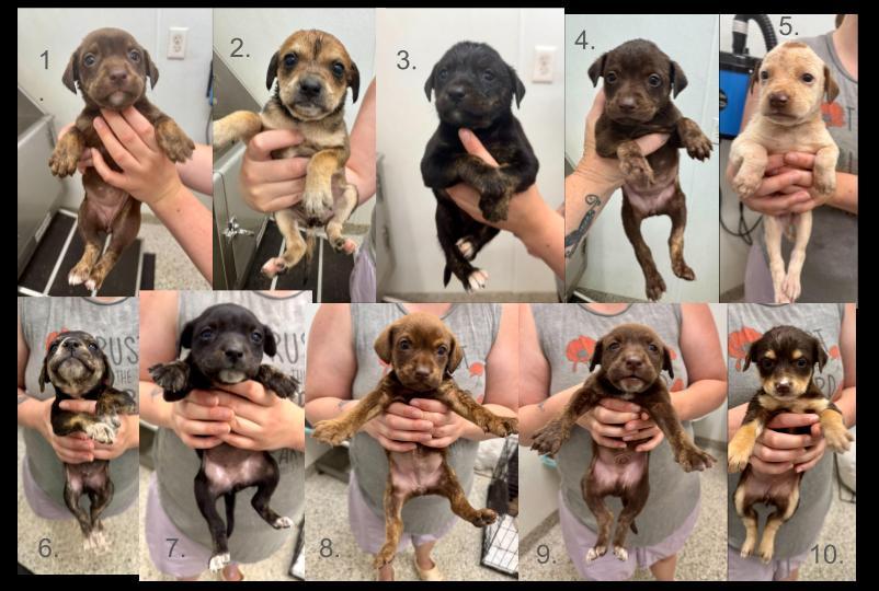10 Pup Litter, ADOPTABLE, Puppy Female Terrier.