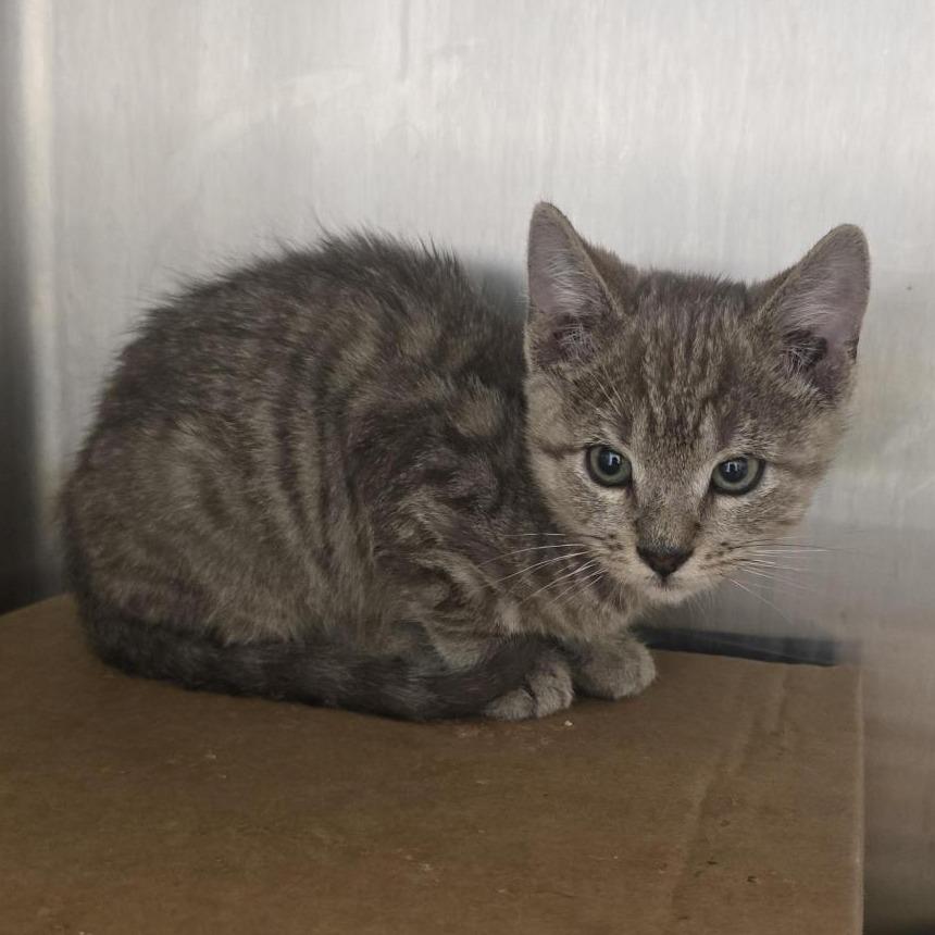 Uncle Joe, a Adoptable Domestic Short Hair in Los Angeles, CA image 2/2