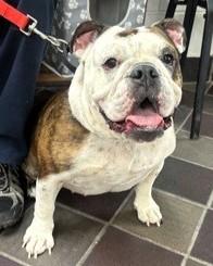 Enlarge Mackenzie, a Adopted English Bulldog in Prospect, CT image 1/1