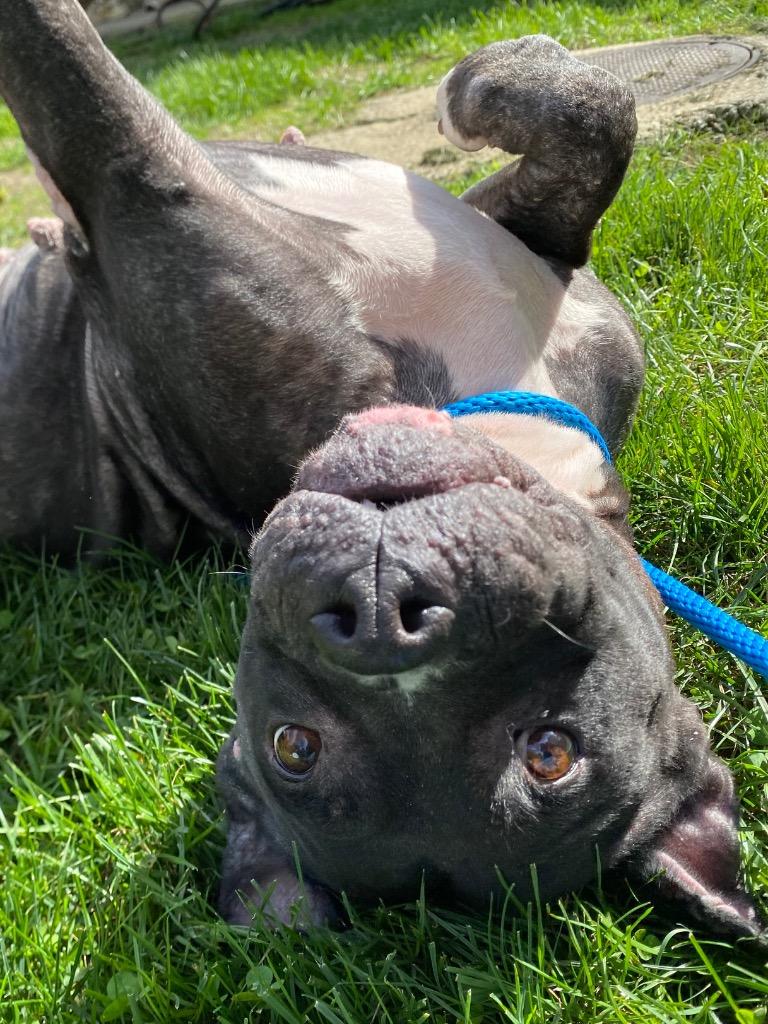 Enlarge Terah, a Adoptable Pit Bull Terrier in Fall River, MA image 1/6