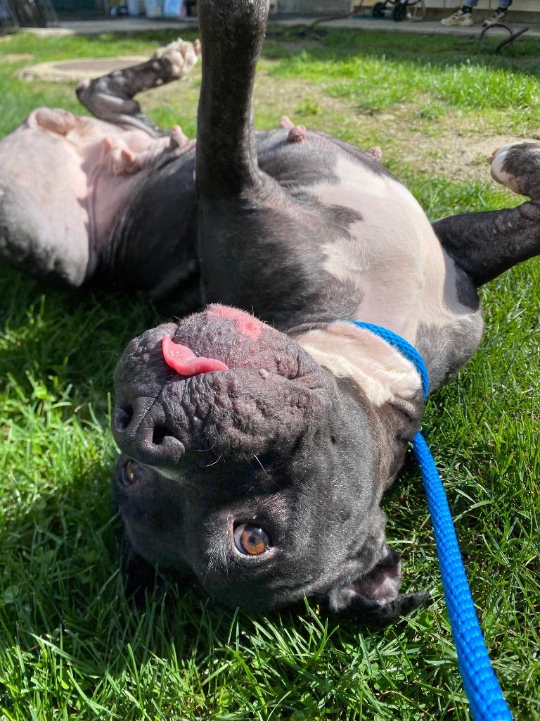 Enlarge Terah, a Adoptable Pit Bull Terrier in Fall River, MA image 2/6