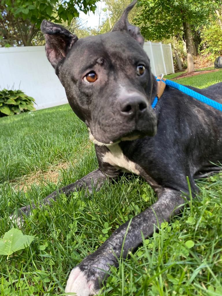 Enlarge Terah, a Adoptable Pit Bull Terrier in Fall River, MA image 3/6