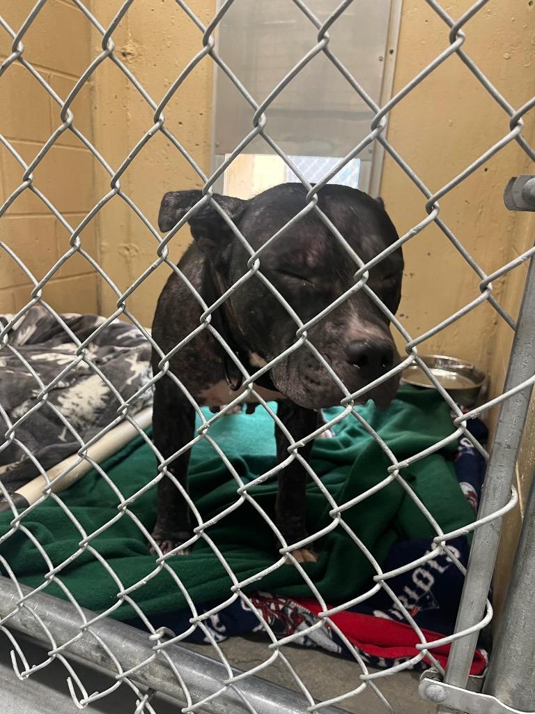 Enlarge Terah, a Adoptable Pit Bull Terrier in Fall River, MA image 4/6