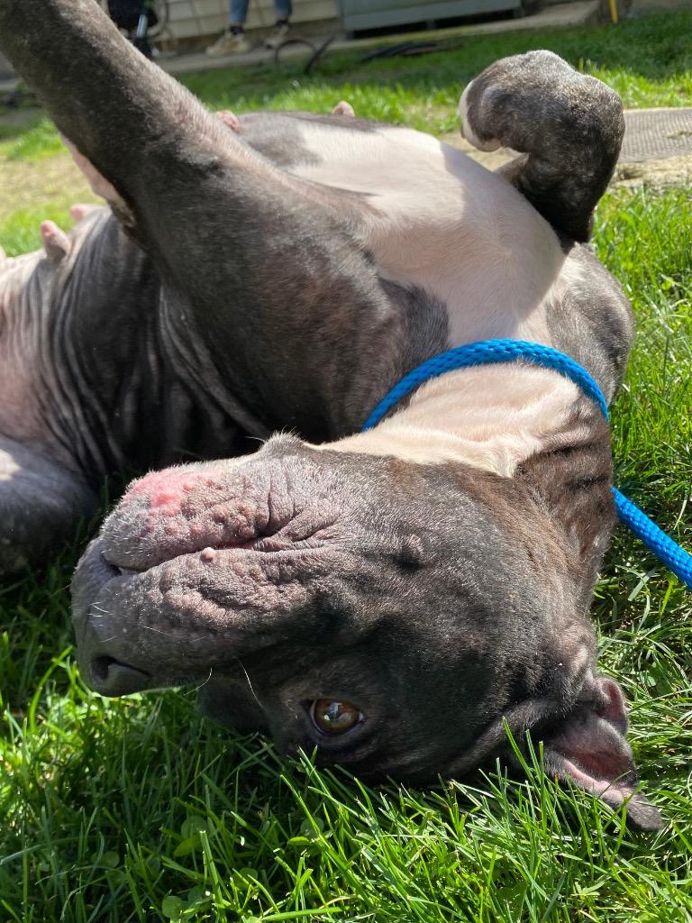 Enlarge Terah, a Adoptable Pit Bull Terrier in Fall River, MA image 5/6