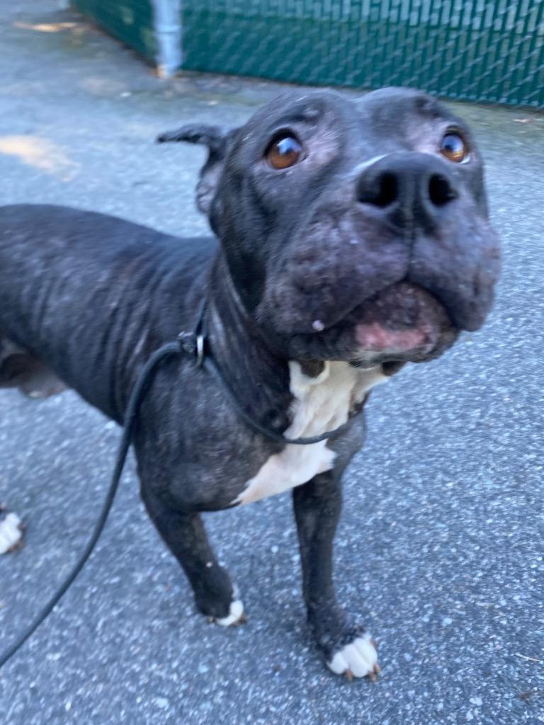 Enlarge Terah, a Adoptable Pit Bull Terrier in Fall River, MA image 6/6