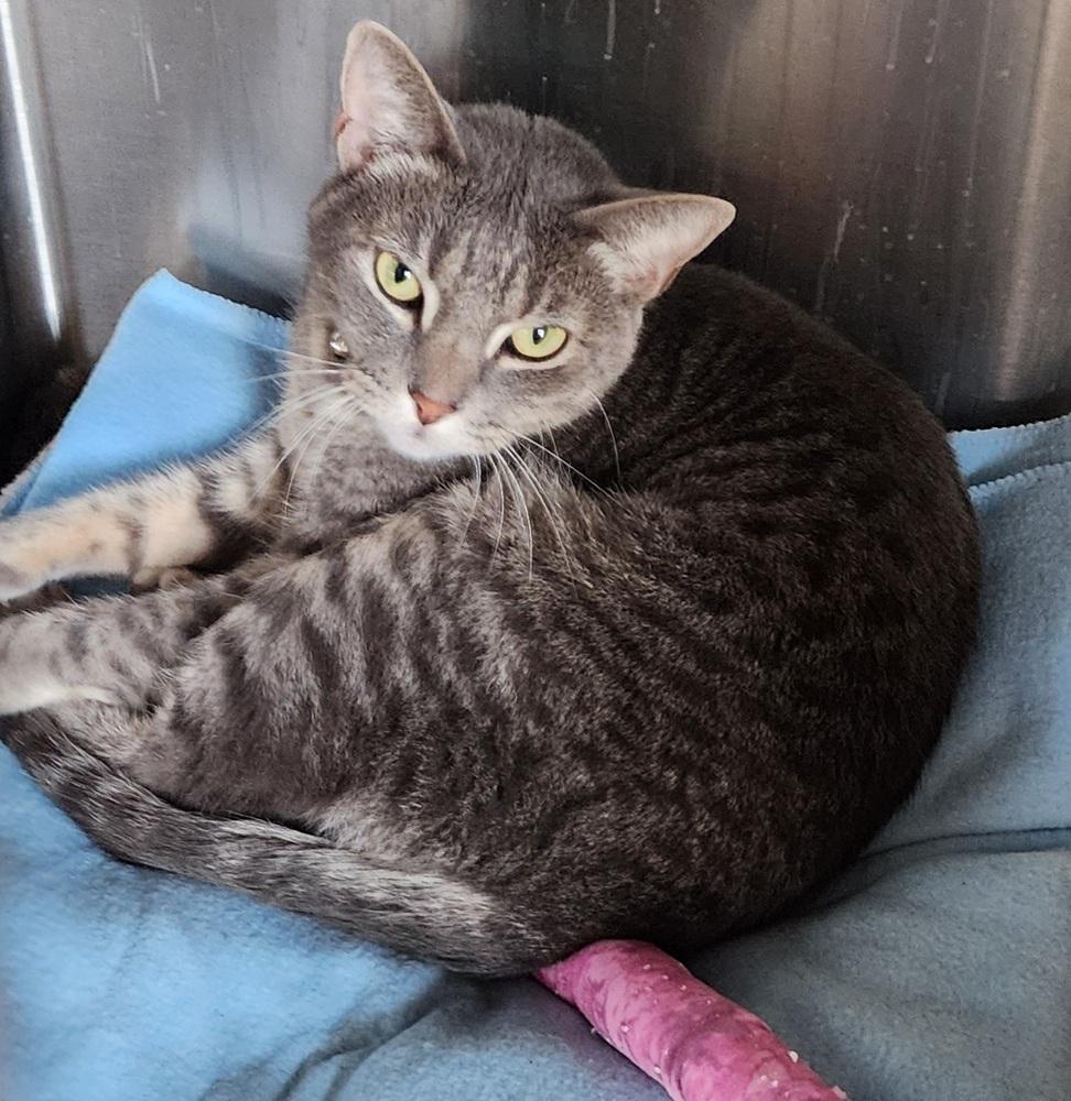 Enlarge Sully (Starsky), a Adoptable Domestic Short Hair in Anoka, MN image 1/3