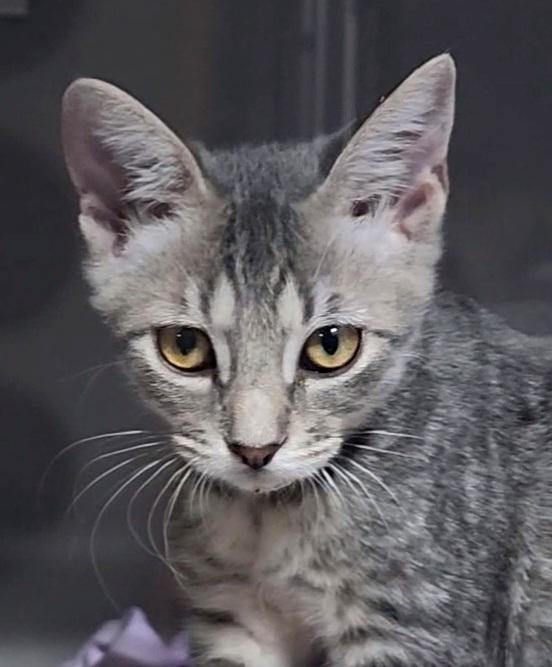 Enlarge Sully (Starsky), a Adoptable Domestic Short Hair in Anoka, MN image 2/3