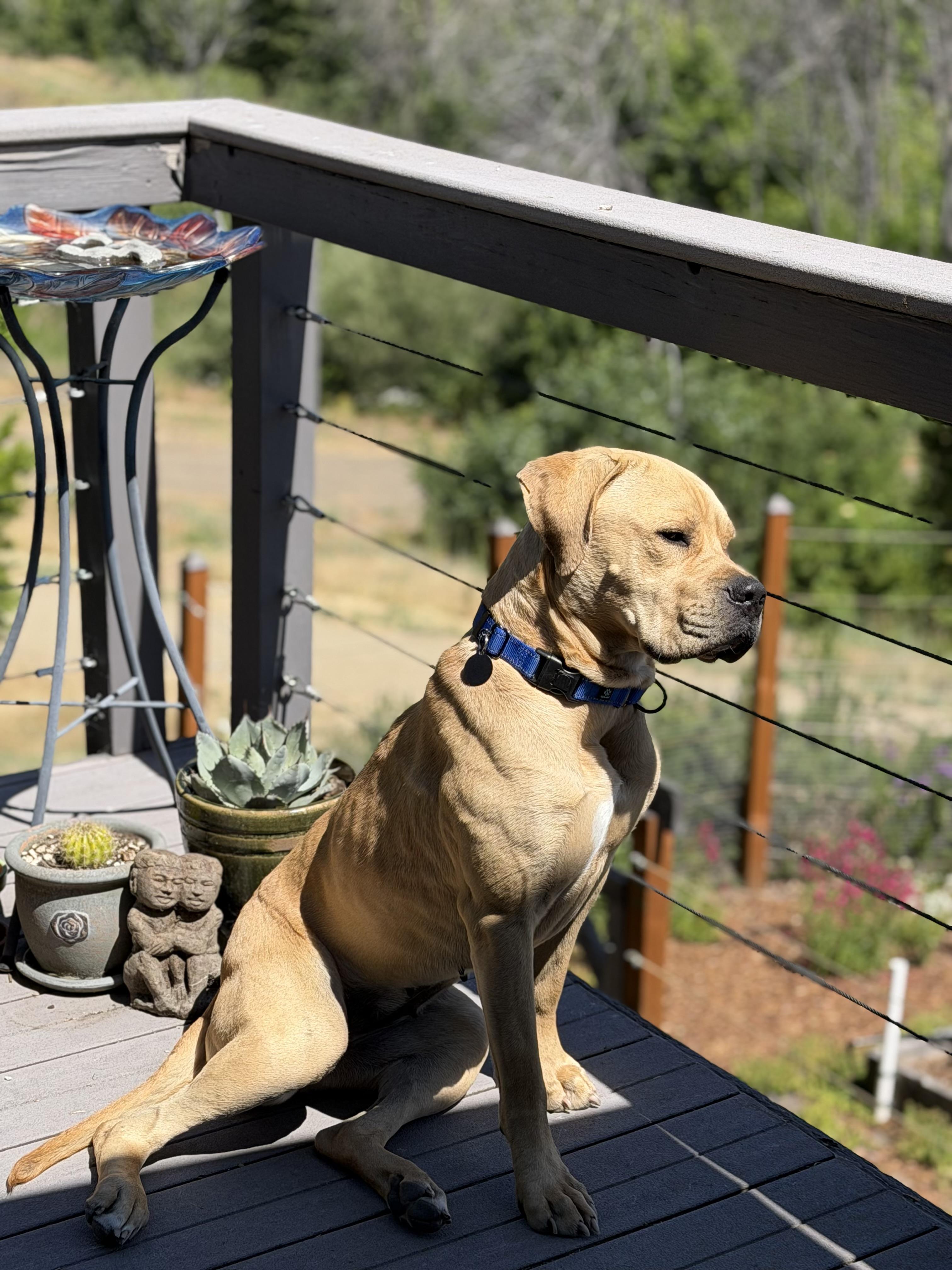 Chalupa, a ADOPTABLE mixed breed in Ashland, OR image 4/5