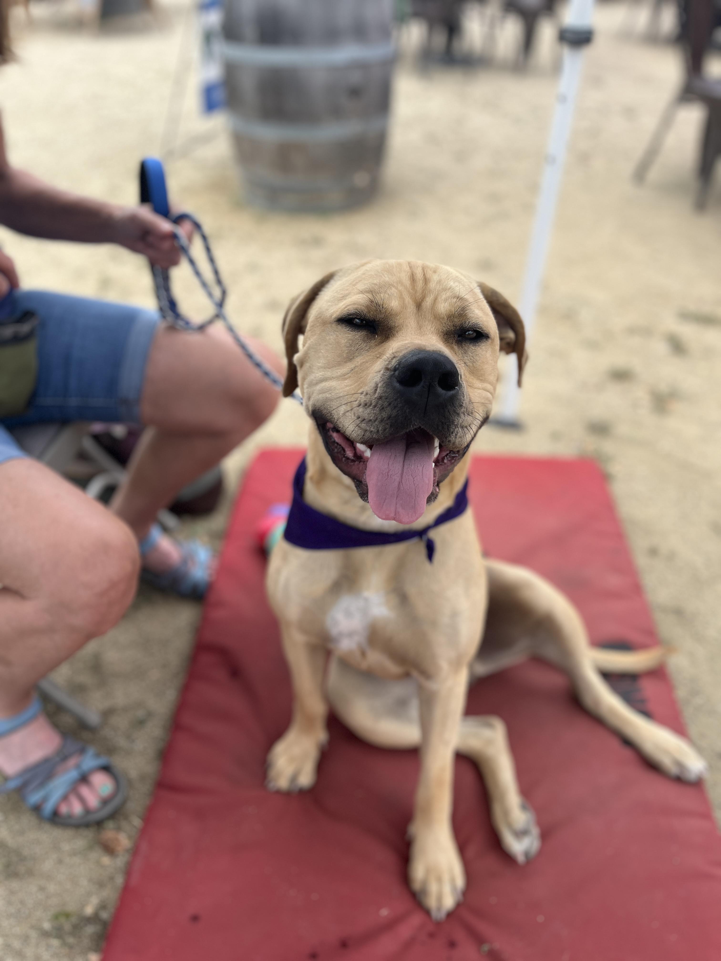 Chalupa, a ADOPTABLE mixed breed in Ashland, OR image 2/5