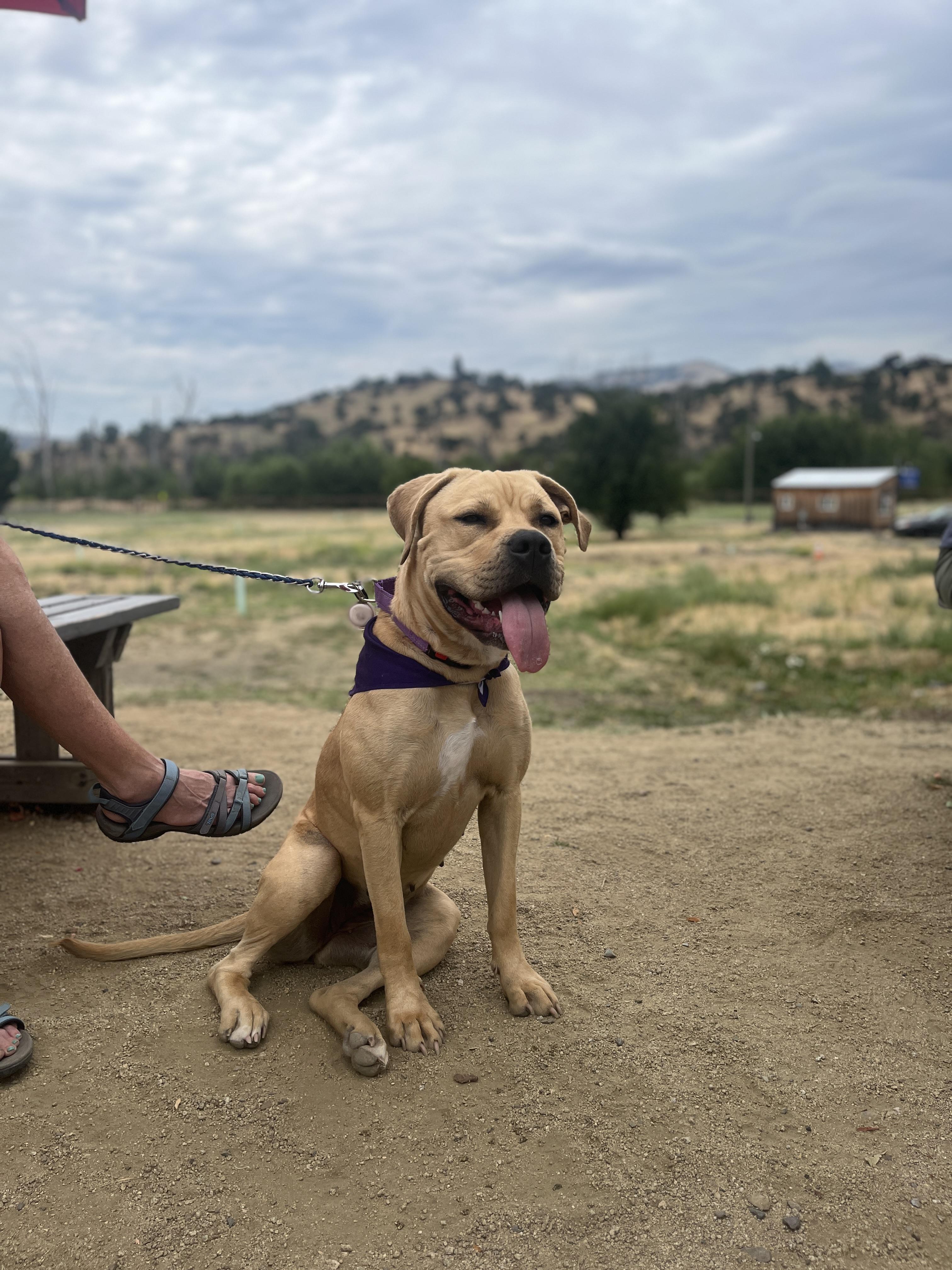 Chalupa, a ADOPTABLE mixed breed in Ashland, OR image 3/5
