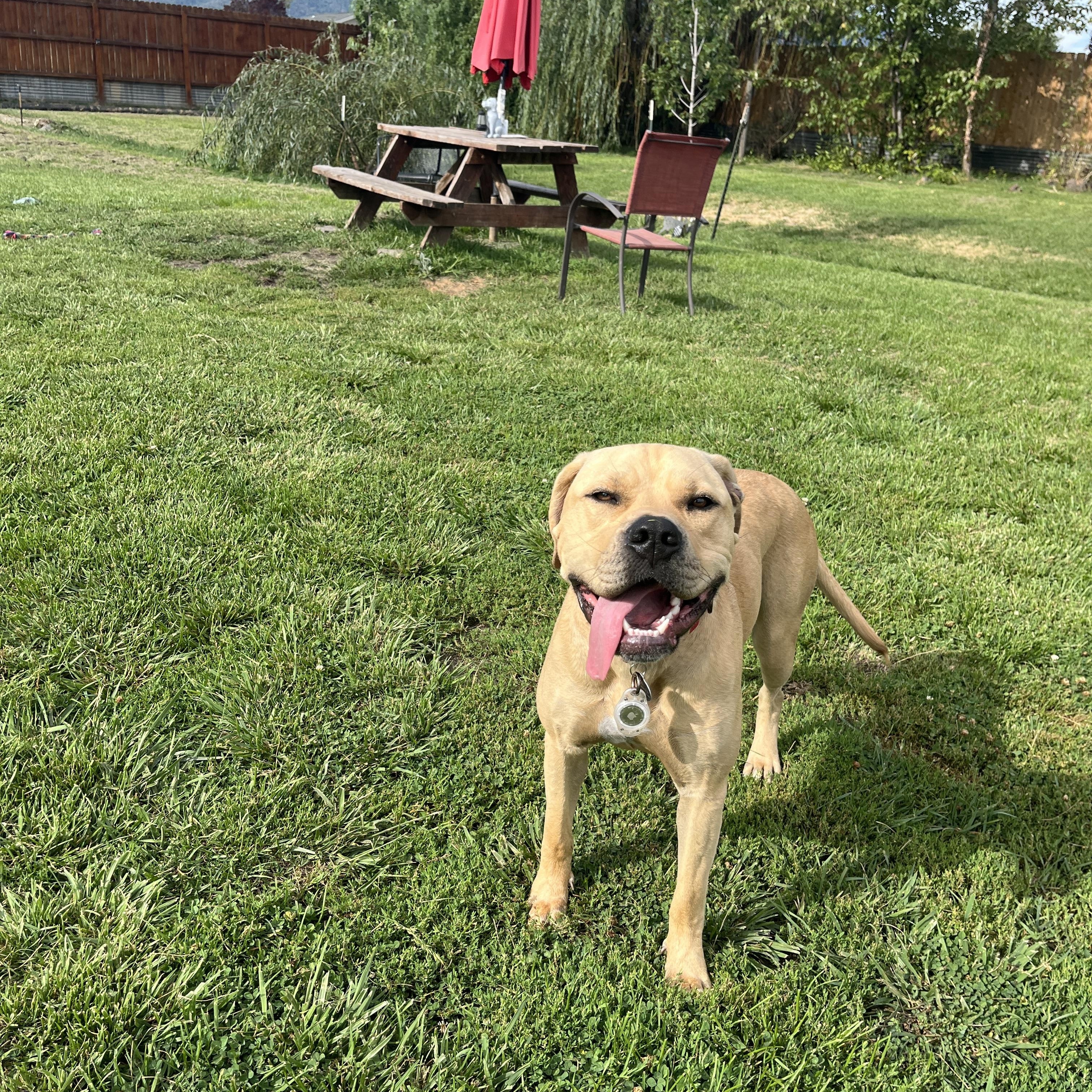 Chalupa, ADOPTABLE, Adult Female American Bully & Rottweiler.